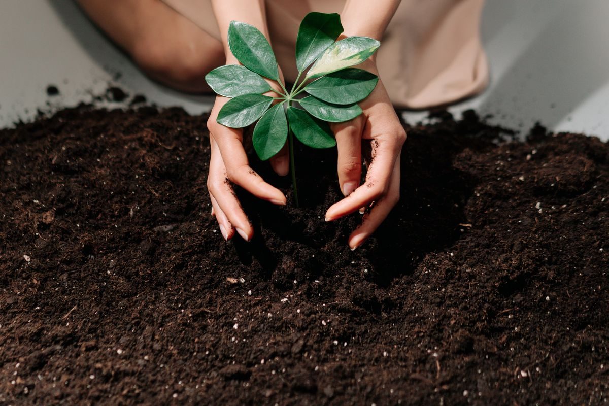 土に苗を植える手元|畑仕事は五感で楽しむ体験