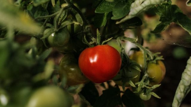 畑で育つ青と赤のトマト|無農薬栽培の醍醐味