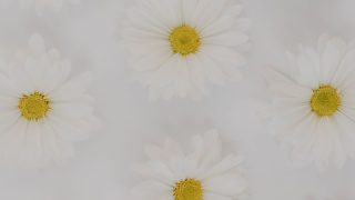白い花のフラットレイ(清潔感のあるイメージ)