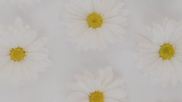 白い花のフラットレイ(清潔感のあるイメージ)